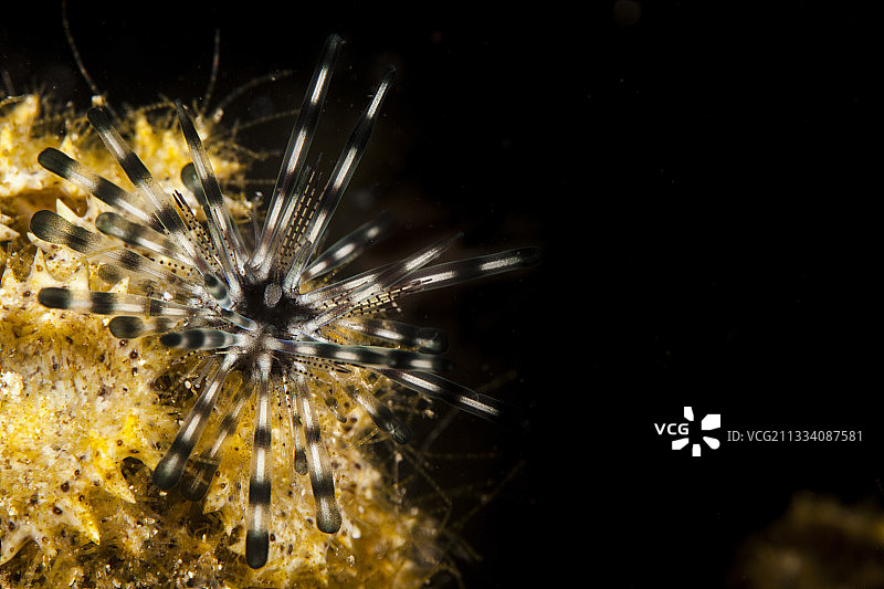 双棘海胆幼体，塔希提岛，法属波利尼西亚图片素材