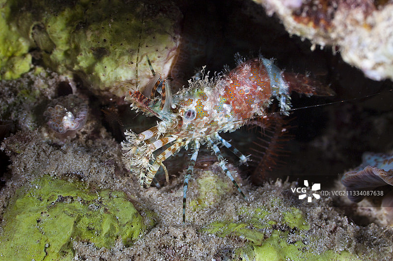 法属波利尼西亚塔希提岛礁石上的大理石虾图片素材