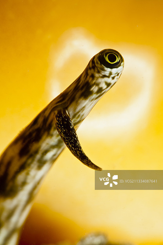 法属波利尼西亚塔希提岛大法螺之眼图片素材