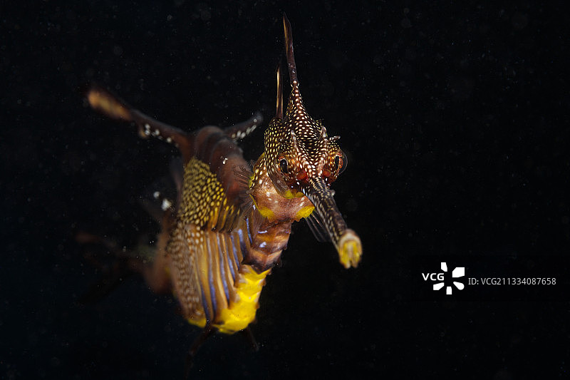 澳大利亚维多利亚的普通海龙肖像图片素材