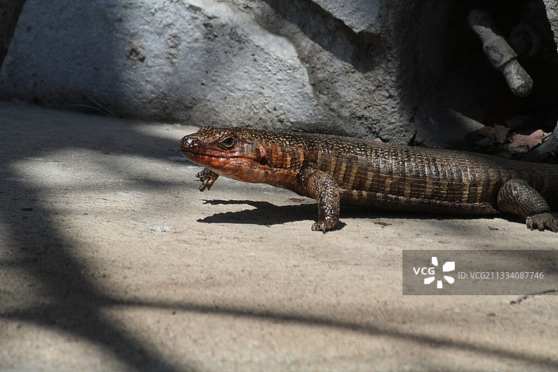 克鲁格国家公园被野火烧伤腿部的巨型盔甲蜥图片素材