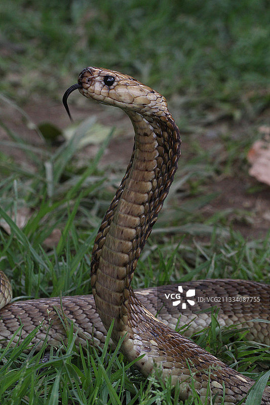 站在南非草地上的好望角眼镜蛇图片素材