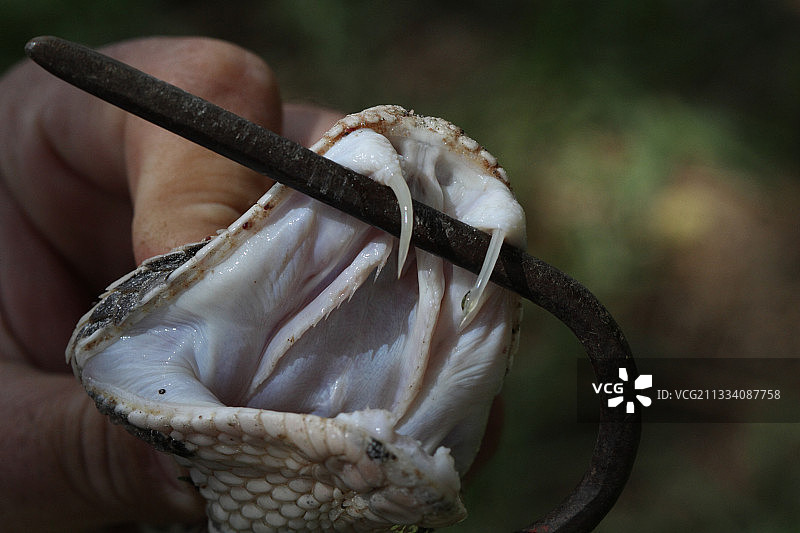 南非加蓬毒蛇毒液的采样图片素材
