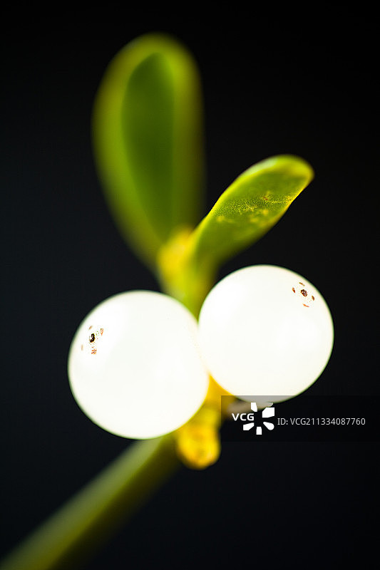 黑色背景上的槲寄生果实图片素材