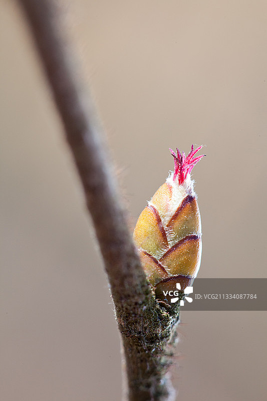 法国的榛树雌花图片素材