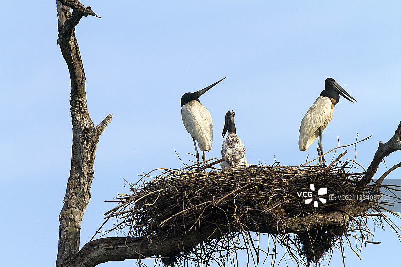潘特纳尔巴西的美洲鹮和幼鸟图片素材