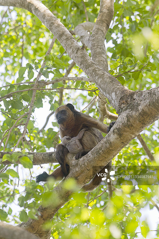 黑吼猴和幼崽在巴西潘塔纳尔树枝上图片素材