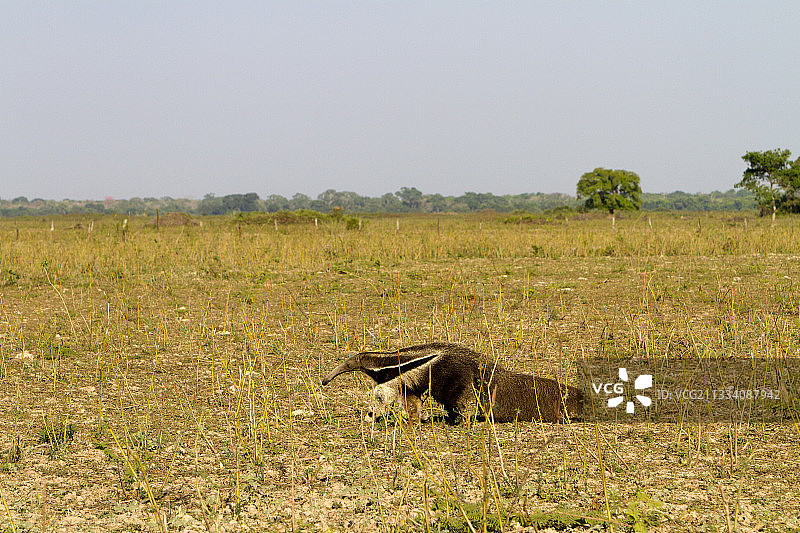 大食蚁兽在巴西潘特纳尔稀树草原上行走图片素材
