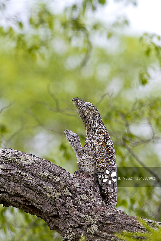 巴西潘塔纳尔大鸱雌鸟与幼鸟栖息于树枝上图片素材