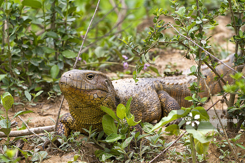 巴西潘塔纳尔湿地上的巴拉圭凯门鳄图片素材