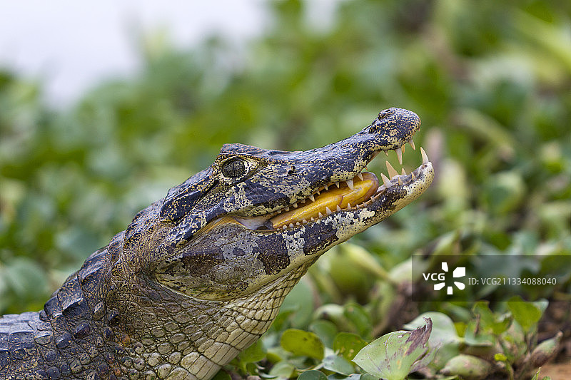眼镜凯门鳄 портрет，巴西潘塔纳尔图片素材
