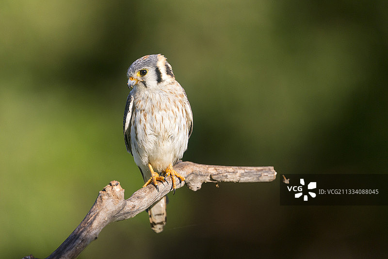 美洲红隼站在巴西潘塔纳尔湿地的树枝上图片素材