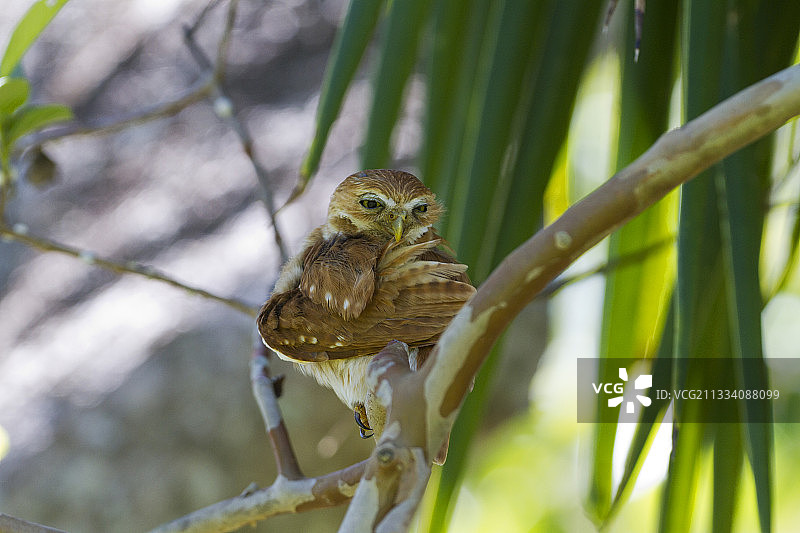 巴西潘塔纳尔湿地的棕色侏儒鸮在树枝上梳理羽毛图片素材