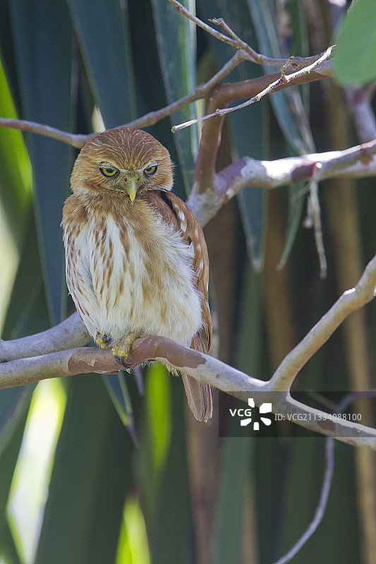 巴西湿地上的铁色小鸮图片素材