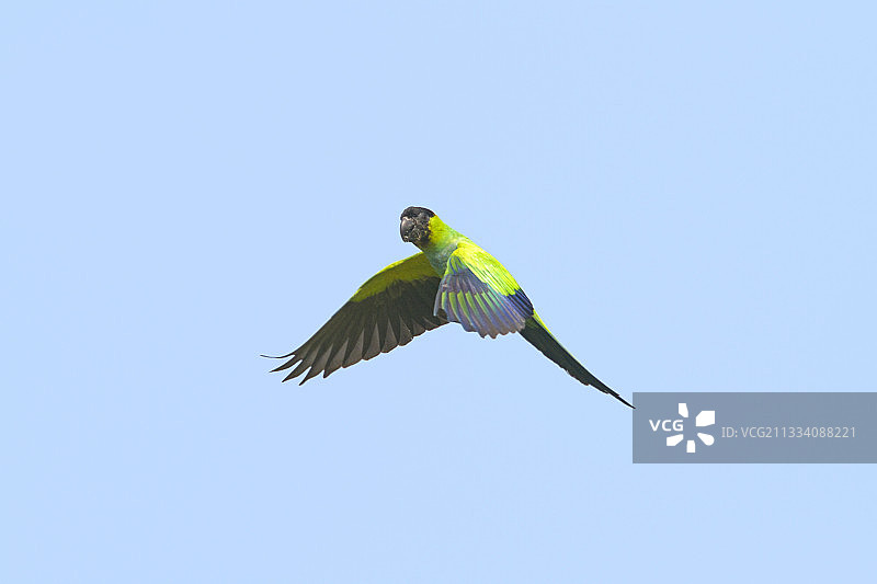 巴西潘塔纳尔湿地的飞行南达锥尾鹦鹉图片素材