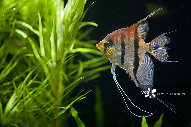 瑞士巴塞尔水族馆动物园图片素材