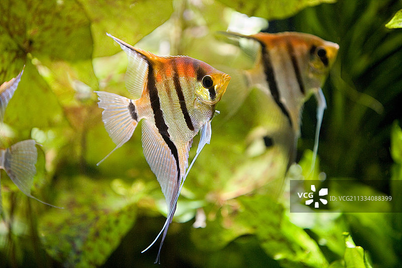 斯卡拉鱼，巴塞尔动物园，瑞士图片素材