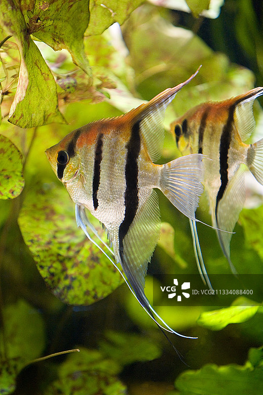 斯卡拉鱼，巴塞尔动物园，瑞士图片素材