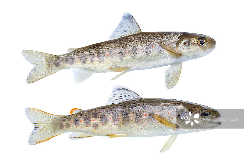 幼鱼识别：鲑鱼（上），鳟鱼（下）图片素材