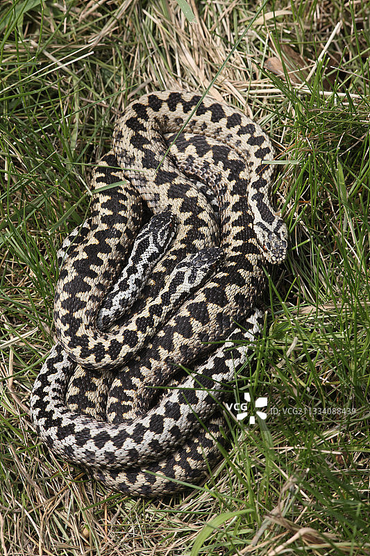 在英国苏塞克斯蜷缩的欧洲蝰蛇图片素材