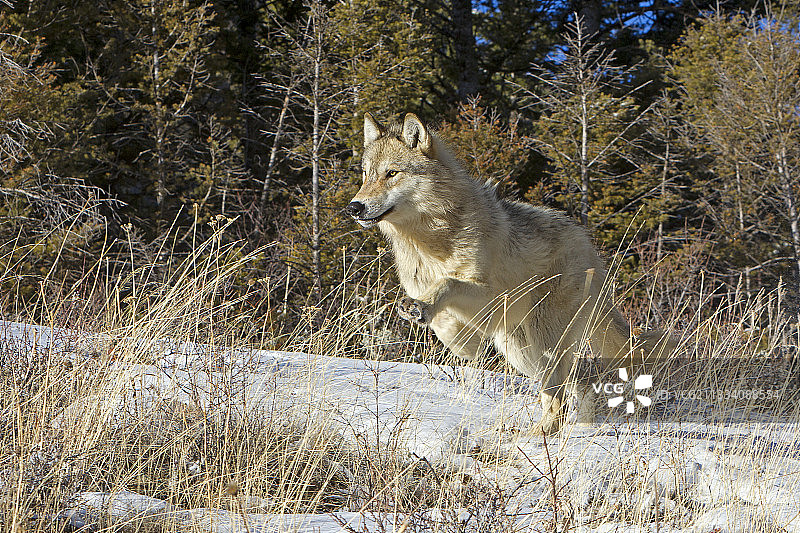 美国蒙大拿州冬季雪地里奔跑的灰狼图片素材