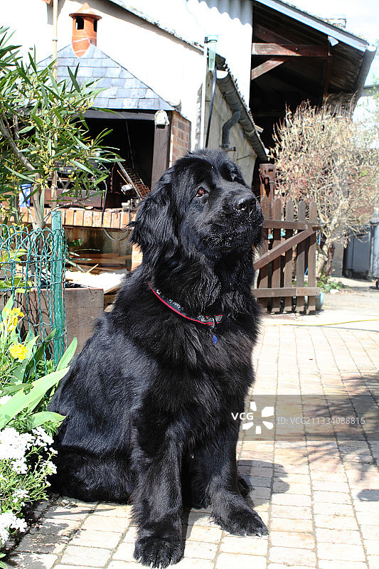 纽芬兰雌性犬坐在法国的过道里图片素材