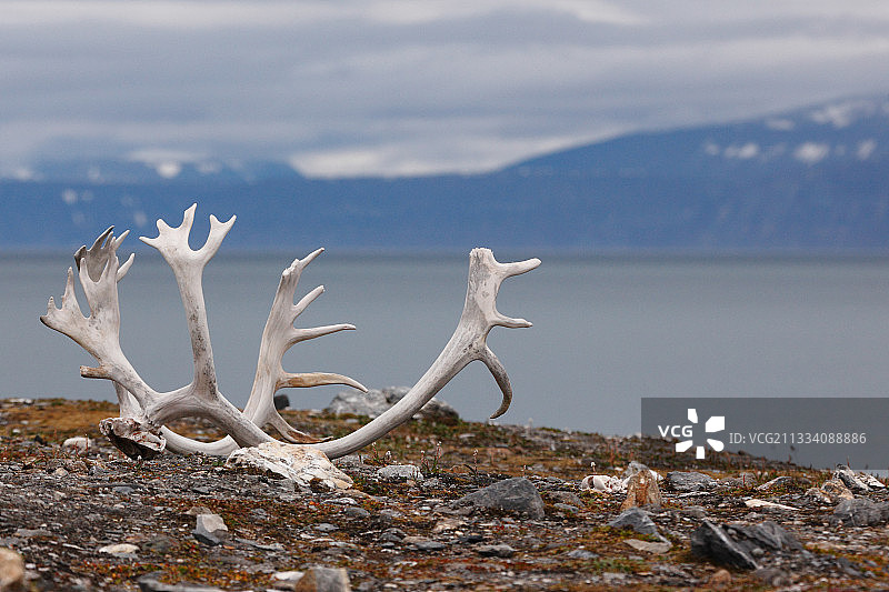 斯匹次卑尔根岛海岸的驯鹿角图片素材