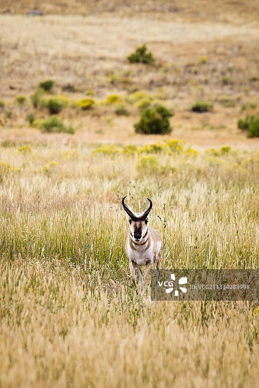 黄石公园大草甸中的叉角羚图片素材
