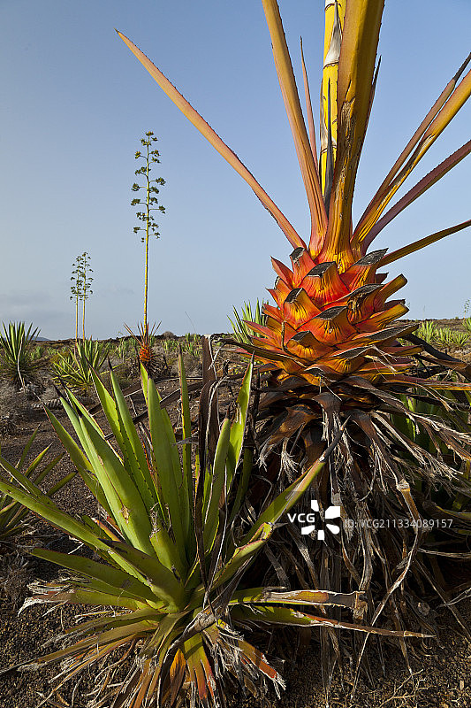 拉哈雷斯富埃特文图拉村的龙舌兰种植图片素材