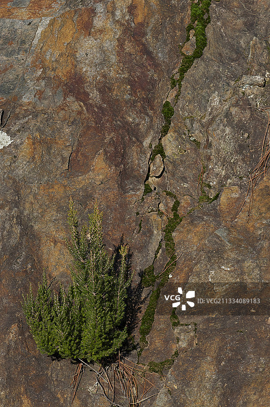 法国塞文山脉页岩上生长的植物图片素材