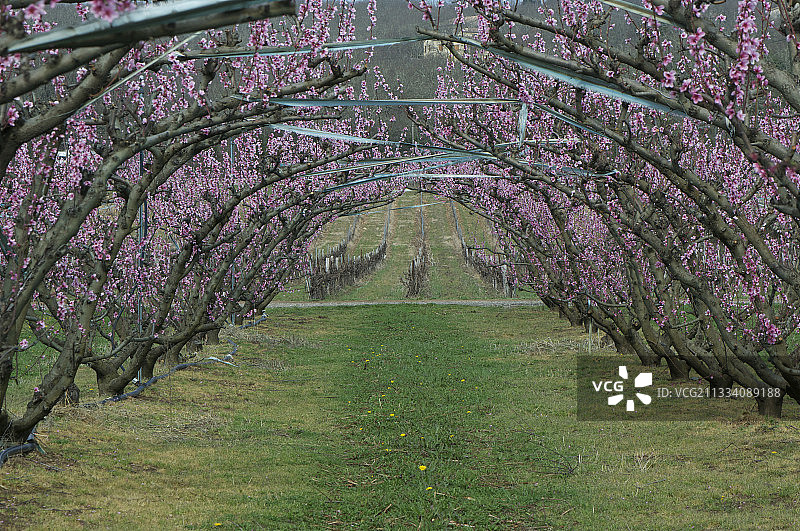 法国阿尔代什省圣阿尔邦-奥里奥勒的盛开桃花树图片素材