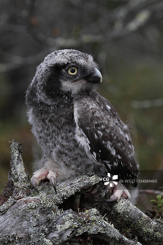幼年鹰鸮刚离开挪威的巢穴图片素材