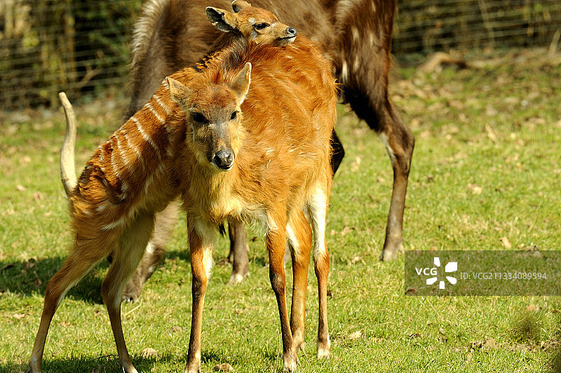 成年和幼年西塔通加羚羊图片素材