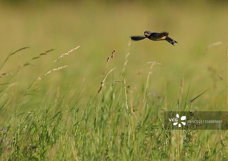 夏季飞过草地的燕子图片素材