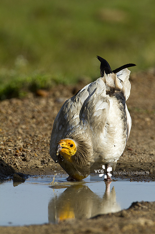 在肯尼亚马赛马拉自然保护区饮水的埃及秃鹫图片素材