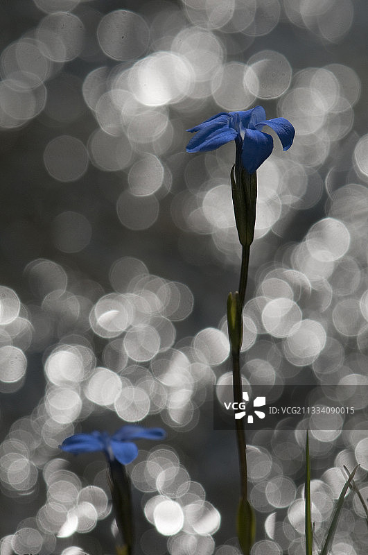 龙胆草图片素材