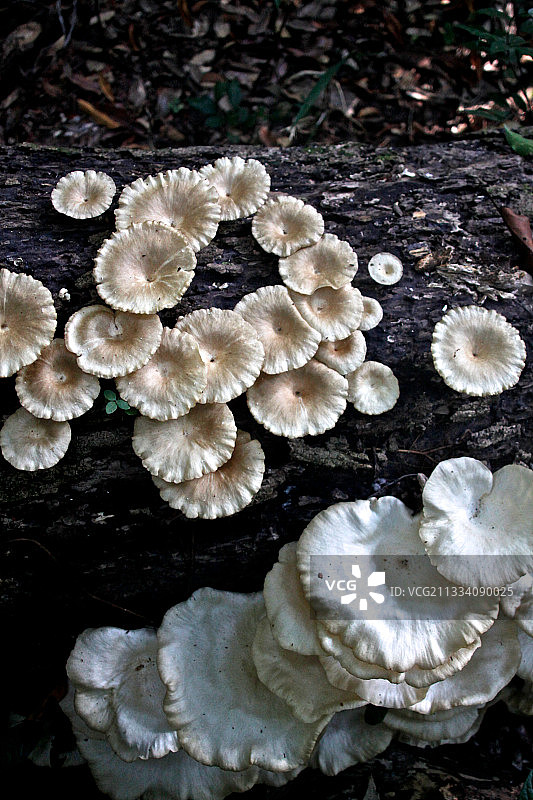 位于印尼爪哇乌戎库隆的木桩上的蘑菇图片素材