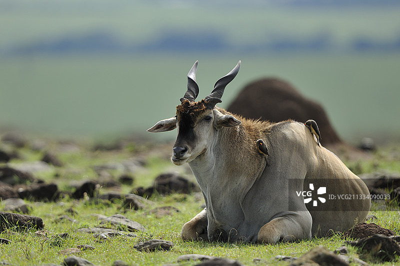 躺在肯尼亚马赛马拉岩石上的伊兰羚羊图片素材