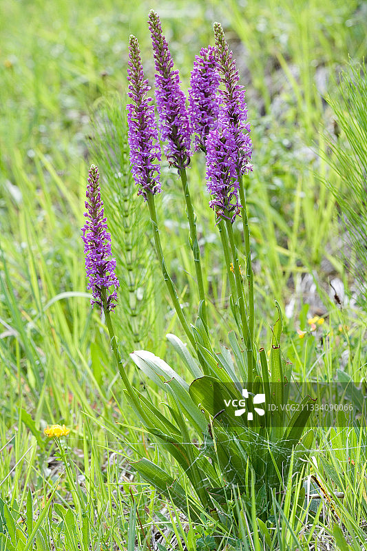 法国上莱茵省多勒山谷的香 orchid图片素材