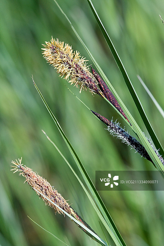 法国安省的灰绿色苔草图片素材