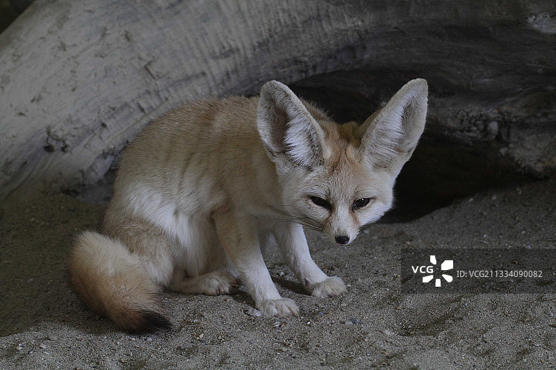 成年的耳廓狐图片素材