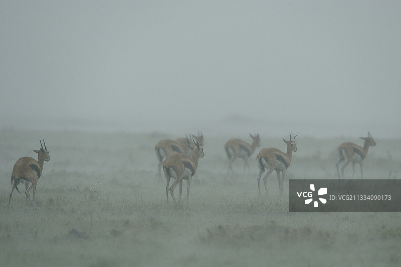 雨中的汤氏瞪羚，肯尼亚马赛马拉图片素材