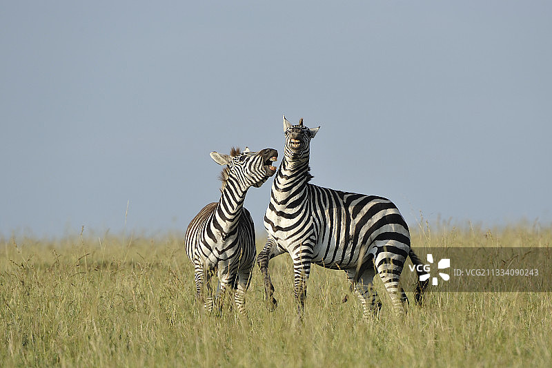 肯尼亚马赛马拉草原格兰特斑马之战图片素材