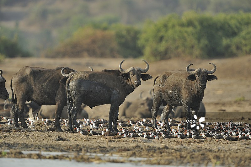 乌干达卡津加河沿岸的鸬鹚和水牛图片素材