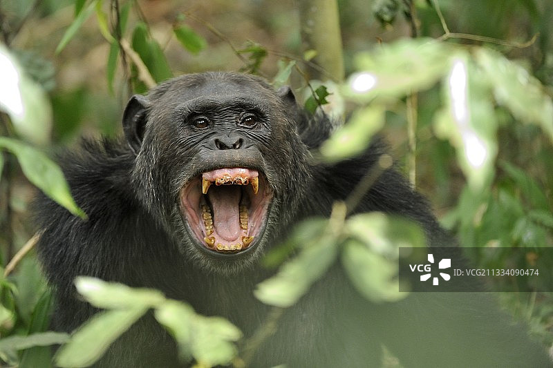 乌干达基巴莱国家公园里咧嘴笑的黑猩猩图片素材