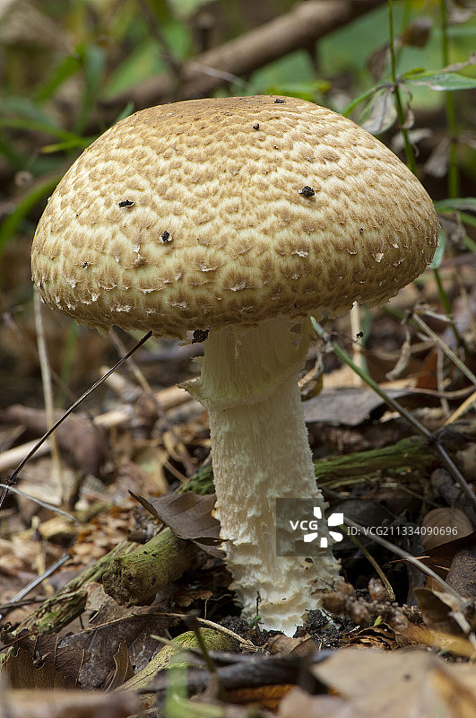 丹麦森林里的王子图片素材