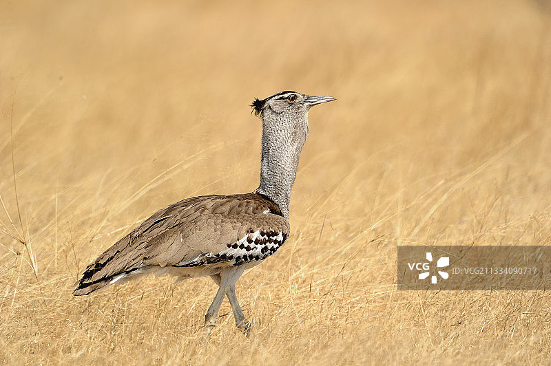 博茨瓦纳乔贝国家公园稀树草原上的柯利鸨图片素材