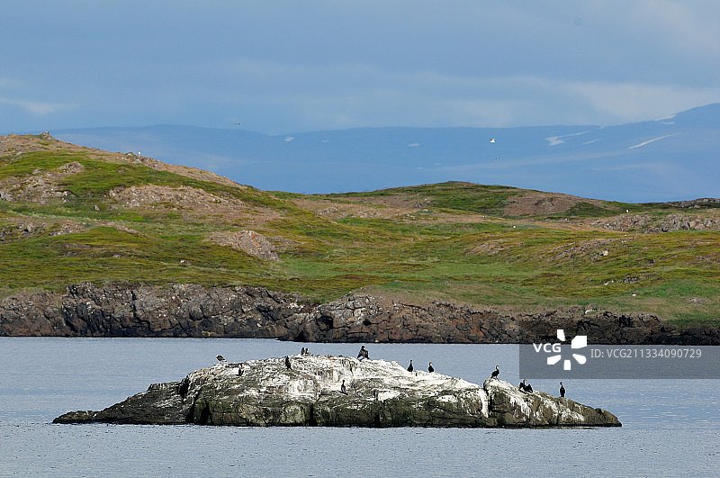 冰岛海岸以北群岛上的鸬鹚图片素材
