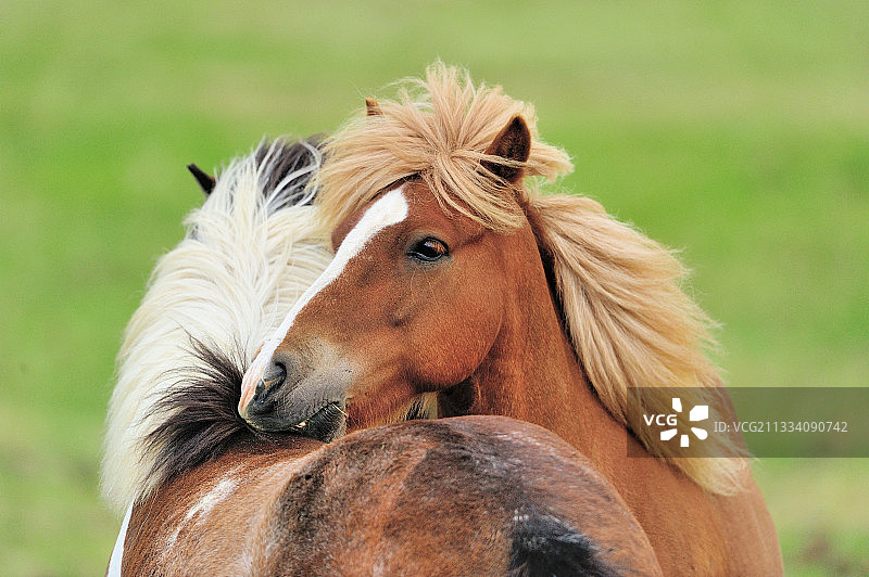 阿克雷里地区的冰岛马图片素材