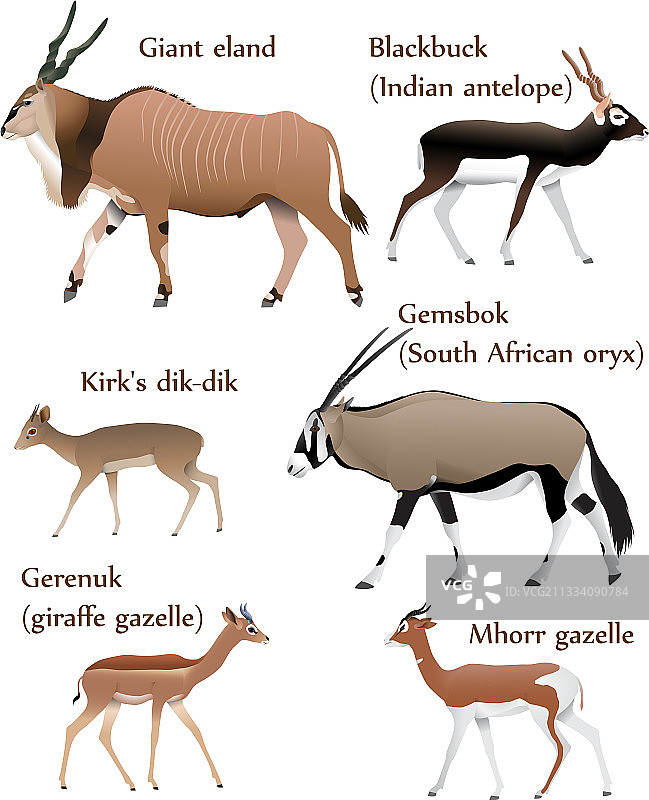 彩色羚羊图片素材